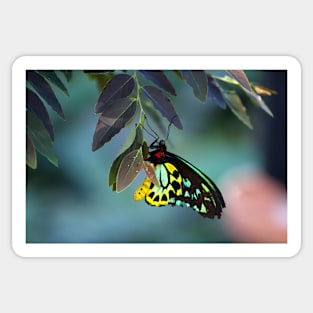 Cairns Birdwing With Eggs Sticker